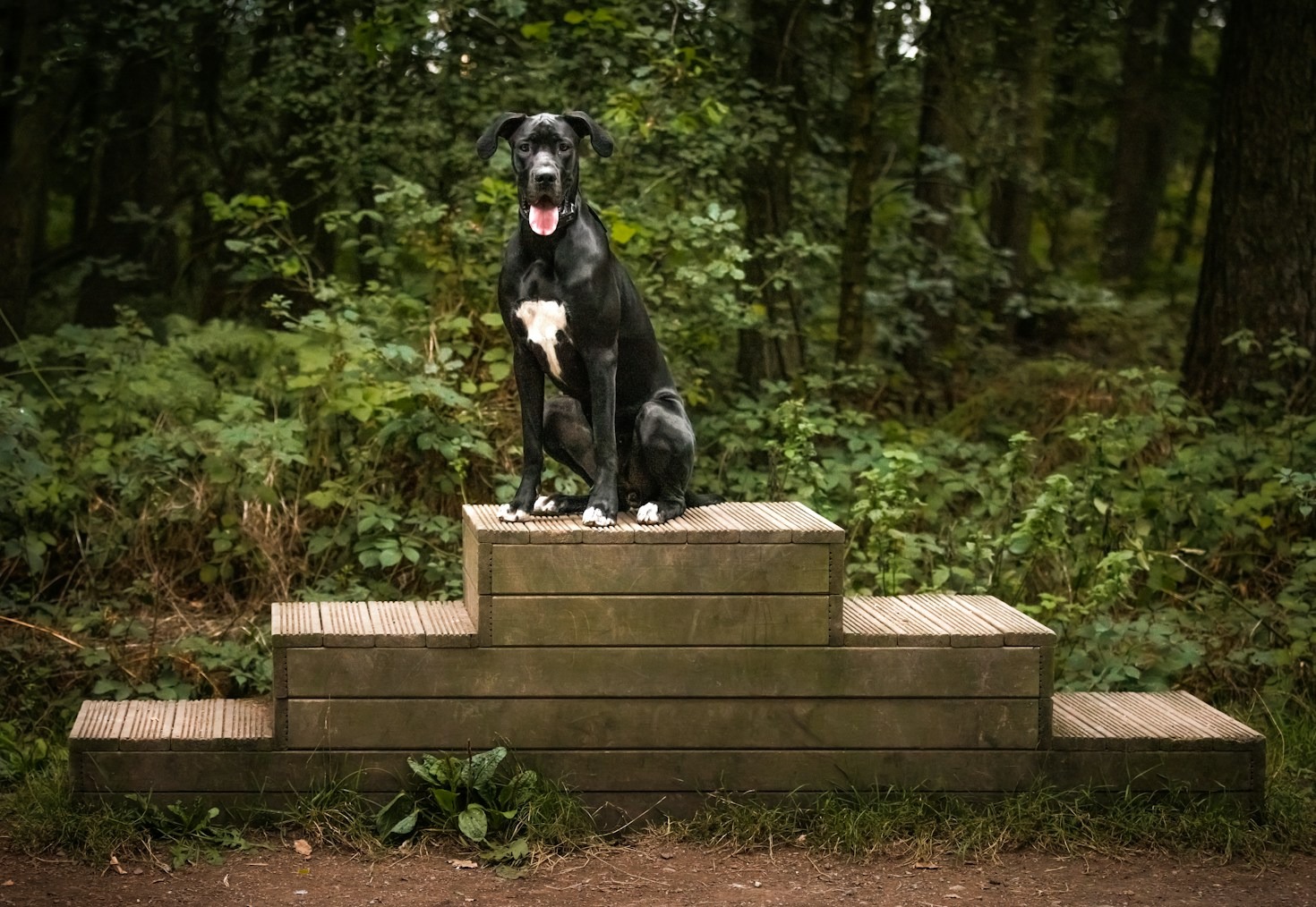 The Importance of Rescuing Great Danes