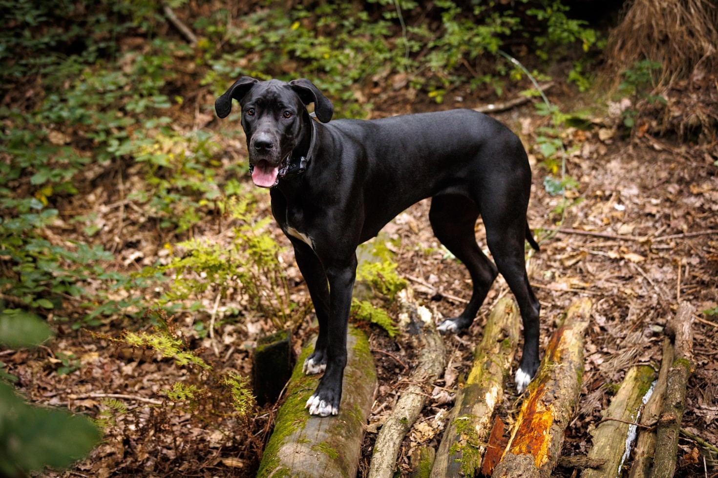 Why Great Danes Make Wonderful Family Pets